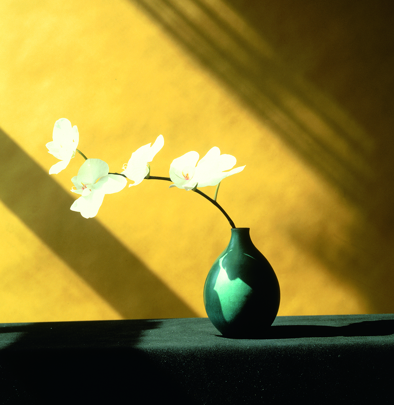 071 Orchid